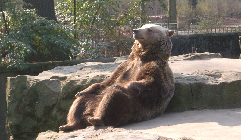 Illustration for article titled Be Like This Bear